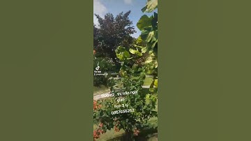 view nghỉ dưỡng thị trấn Ngãi giao - Châu đức - BRVT