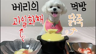 말티푸/베리/강아지/닭죽/과일화채/먹방/ASMR/20