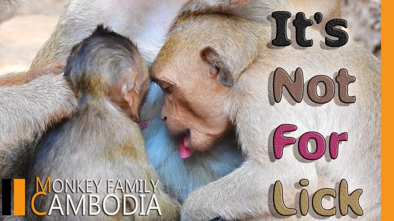 Janet Monkey | Janet Really Get On Jane Nerve. Asked For Nursing But She Just Lick.....