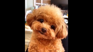 Poodle Caniche Pudel dog smiling sevimli kaniş gülüşü