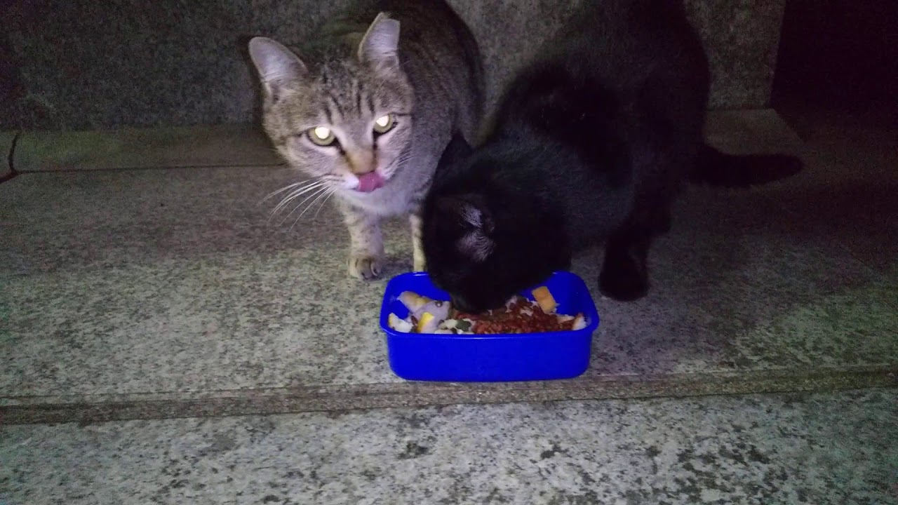 19年11月26日 今日の野良猫たち リクエスト動画 今日のおやつは パンと猫用カリカリ Youtube 19年11月26日 今日の野良猫たち リクエスト動画 今日のおやつは パンと猫用カリカリ Youtube