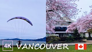 [4K] Museum of Vancouver Cherry Blossom Walking Tour at Downtown Vancouver Canada |