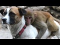 10 Unglaubliche Tiere die andere Tiere adoptiert haben