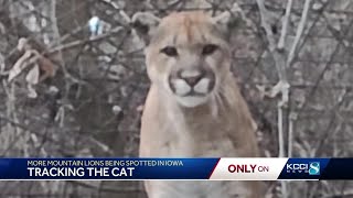 Tracking the Cat: what's the deal with mountain lions in Iowa?