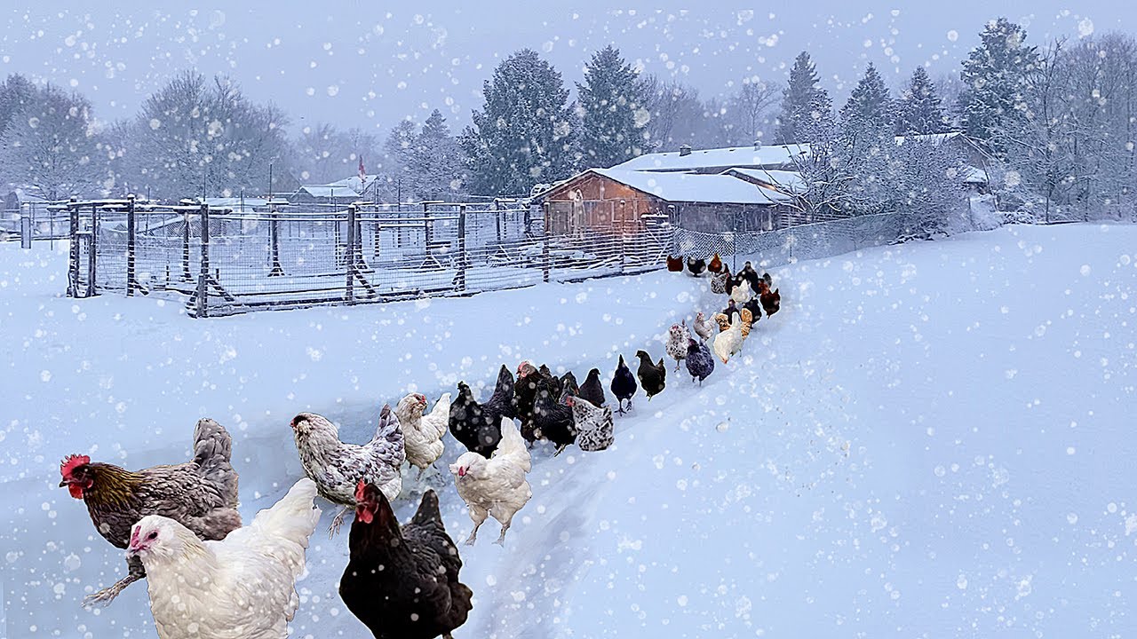 My Own Winter Wonderland: Raising Healthy Organic Chickens & Collecting Farm-Fresh Eggs