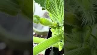 Guys, I think I’m growing a squash…AND I’M SO EXCITED | Intimate Outdoor Garden
