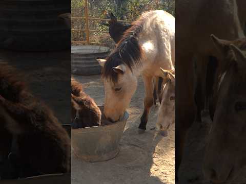 Donkey love story shuru