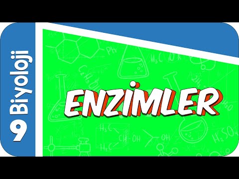 9. Sınıf Biyoloji: Enzimler #2022