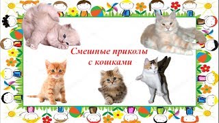 Смешные приколы с кошками. Лучшее Октябрь 2017