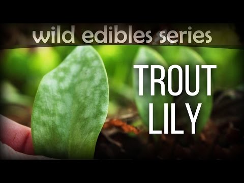 Trout Lily - Wild Edibles Series