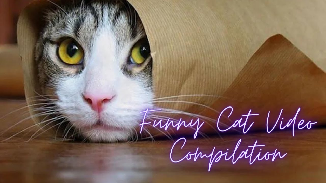Cats are Jerks - Funny Cat Compilation #funnycats - YouTube