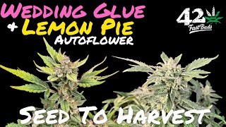 FastBuds Wedding Glue & Lemon Pie Autoflower Seed To Harvest - Deep Water Culture