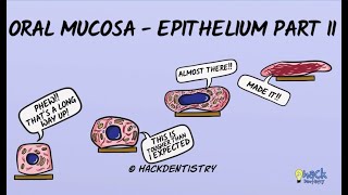 Oral Mucosa - Keratinized and Non-keratinized epithelium