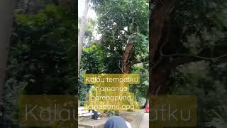 Masih Alami Suara Garengpung Masih Ada kebun Raya Bogor ekosarjoko