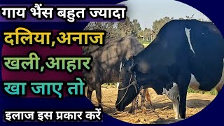 Download Lagu गाय भैंस बहुत ज्यादा आहार /दलिया/अनाज/खली खा जाए तो क्या करें?||Cow Buffalo eat too much diet Download Lagu गाय भैंस बहुत ज्यादा आहार /दलिया/अनाज/खली खा जाए तो क्या करें?||Cow Buffalo eat too much diet