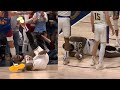 Lbj exhausted collapses  in pain after nikola jokic gets basket  dunks over him