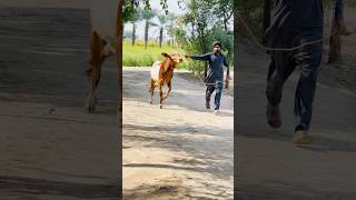 Bull Action With Owner