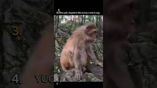silly monkeys 🤣 #monkeys #poo #funny