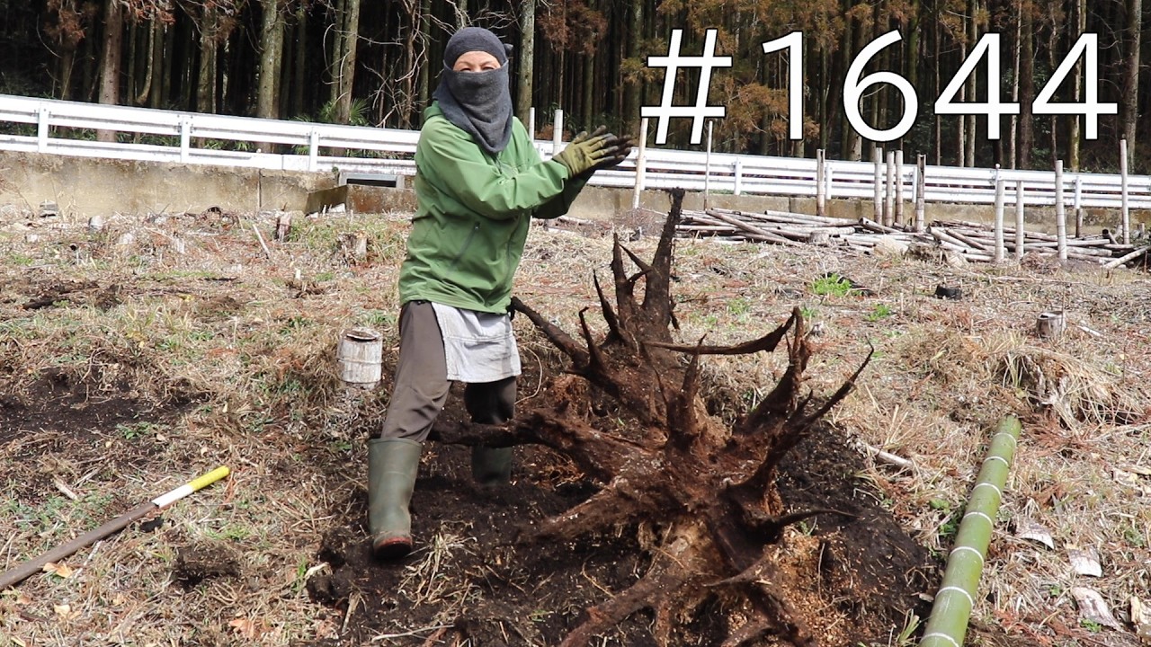 大物ゲット‼‼枯れた巨大な杉の根を鶴嘴と青竹一本で抜きましたーーー‼‼