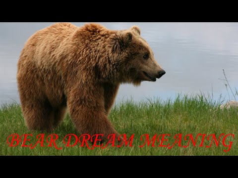 Bear Dream Meaning