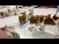 Tiny paws, joyful munching