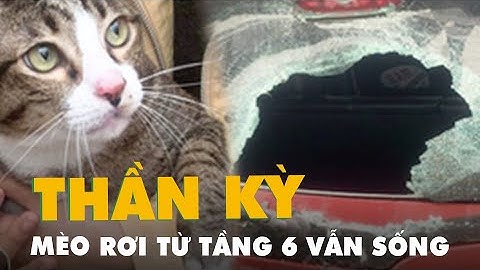Mèo rơi từ tầng 6 xuống đất làm bể kính ô tô vẫn còn sống gây 