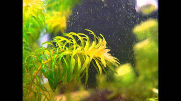 ЭЛОДЕЯ, ВОДЯНАЯ ЧУМА  (ELODEA)  сем. Водокрасовые