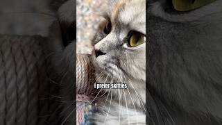 I Really Like Mu0026m catshorts funnycat cats cutecat viralshorts cute kitten cat