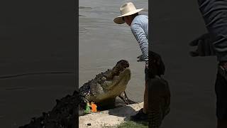 DO NOT TRY TO PET OLD YELLER shorts reptiles alligator nature  animals crocodile outdoors