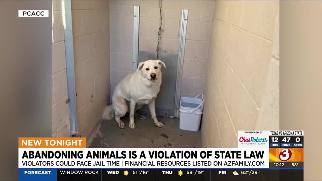 Woman wanted for dumping dog outside shelter in Casa Grande - YouTube