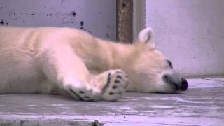 肉球がかゆいの~Polar Bear is itchy in the hand