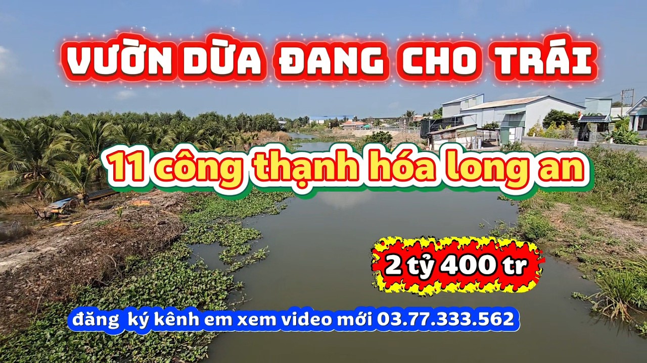 Bán  vườn  dừa  siêu trái tại thạnh hóa long an ,11 công  giá  2 tỷ  400 tr