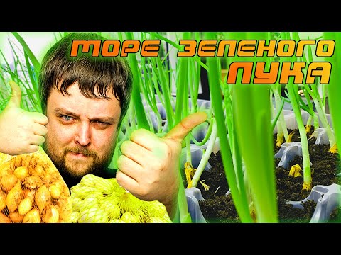 ЛУК НА ПЕРО И ЗЕЛЕНЬ! ИДЕАЛЬНЫЙ СПОСОБ - МОРЕ ЗЕЛЕНОГО ЛУКА БЕЗ ХЛОПОТ! КРУГЛЫЙ ГОД! #13