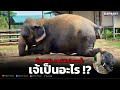เจ้นอนทำไม?⚠️นาโนควาญปี๊ดมาเเล้ว❗️บัวบานอาบน้ำ🤣#elephant#ช้าง