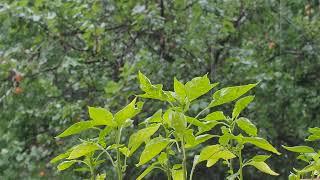 Pepper planting on the balcony front of apricot tree