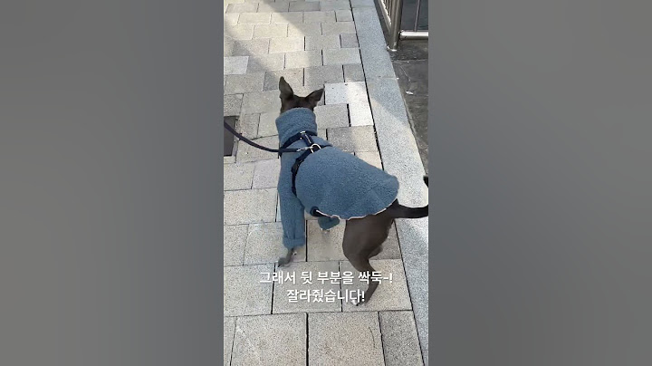 #아이쥐 옷 리폼해서 입힌 이유? #강아지