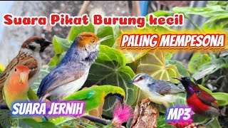 SUARA PIKAT BURCIL KOMBINASI ANAKAN KUTILANG SANGAT AMPUH ANTI ZONK 5 MENIT LANGSUNG NYAUT