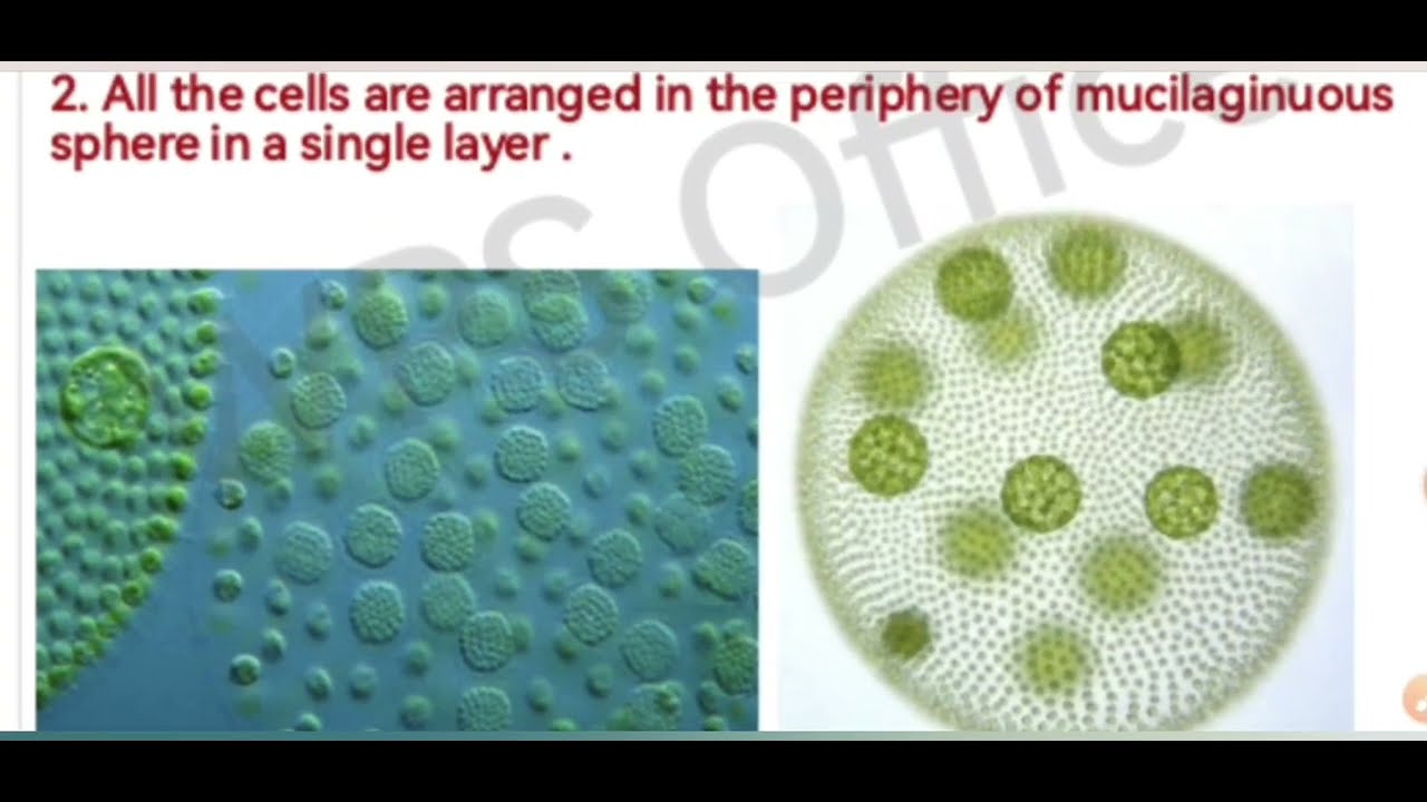 Lec.22,algae (शैवाल)- volvox , habitat, vegetative structure, reproduction,lifecycle 