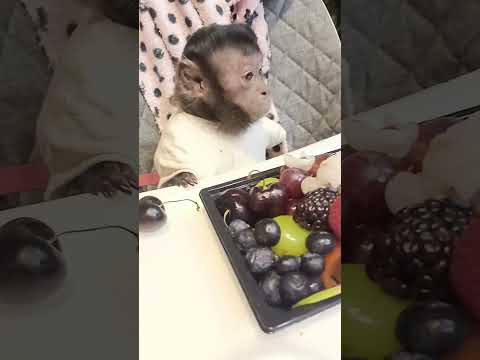 Что едят нашт обезьяны?! #monkey #обезьяна #животные #animals #shortvideo #babyanimals #pets #zoo