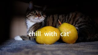 Cat with Fruit Pear~ Chill | Lofi | Beats | Relax | Calm | Study | Work | Sleep