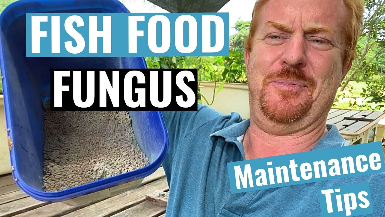 WARNING Fungus & Mold growing in my FISH FOOD 😮 YouTube
