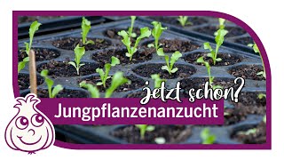 Aussaaten im Januar & sonstige Gartenarbeit