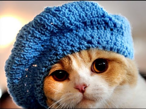 funny-cats-wearing-hats-compilation-2016-[hd]-5mc