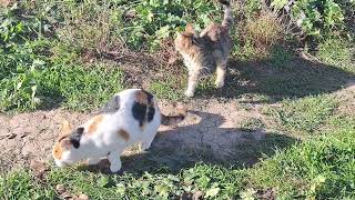 A cute kitten is playing with a cat. Interesting cat video.
