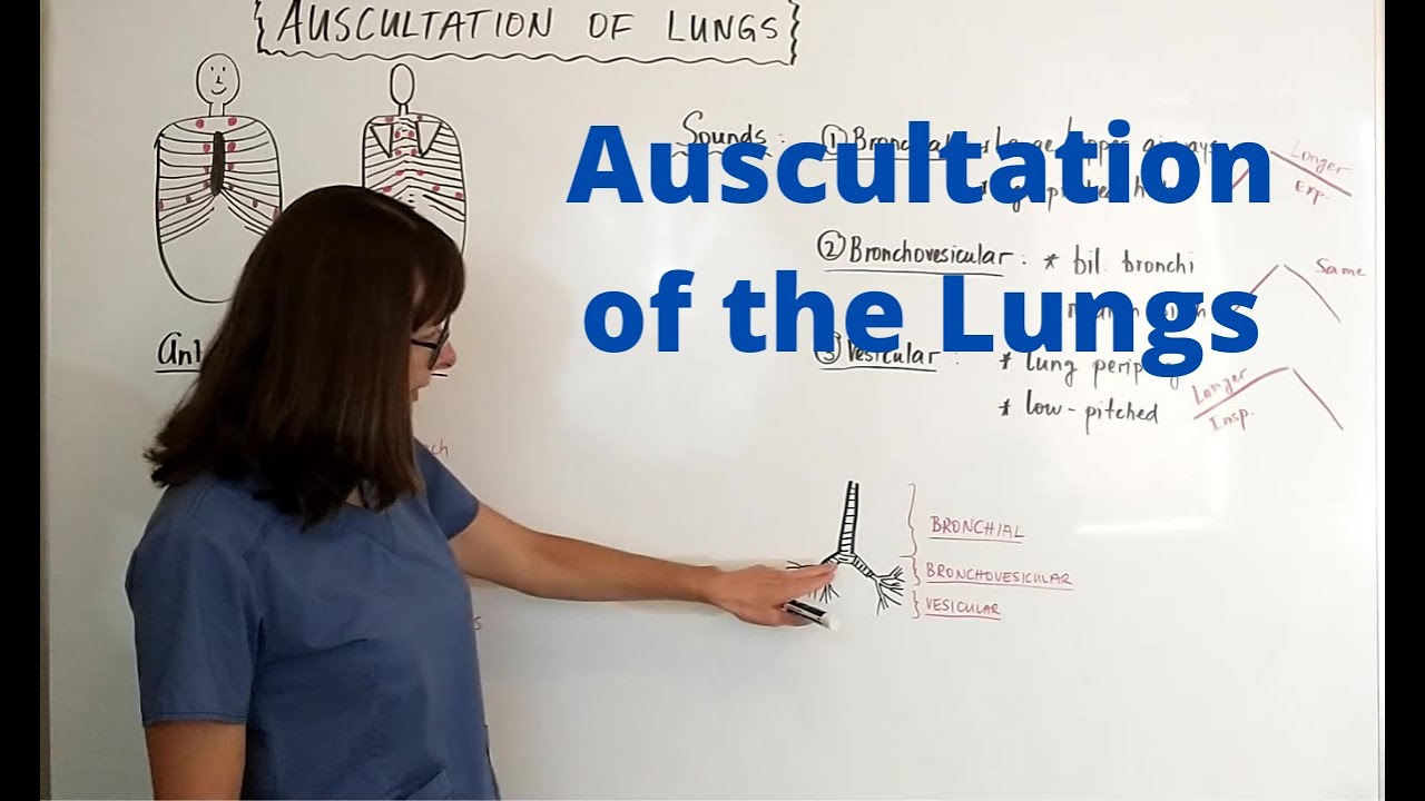 Download Auscultation of the Lungs