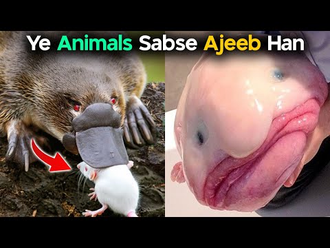 These Are the Strangest Animals That Ever Existed