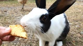 My Rabbit Likes to Eat CAKE by Fluffy Muffin 20 views 1 year ago 3 minutes, 5 seconds