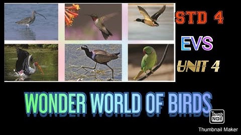 standard 4 evs unit 4 wonder world of birds പക്ഷികളുടെ കൗതുകലോകം part 2