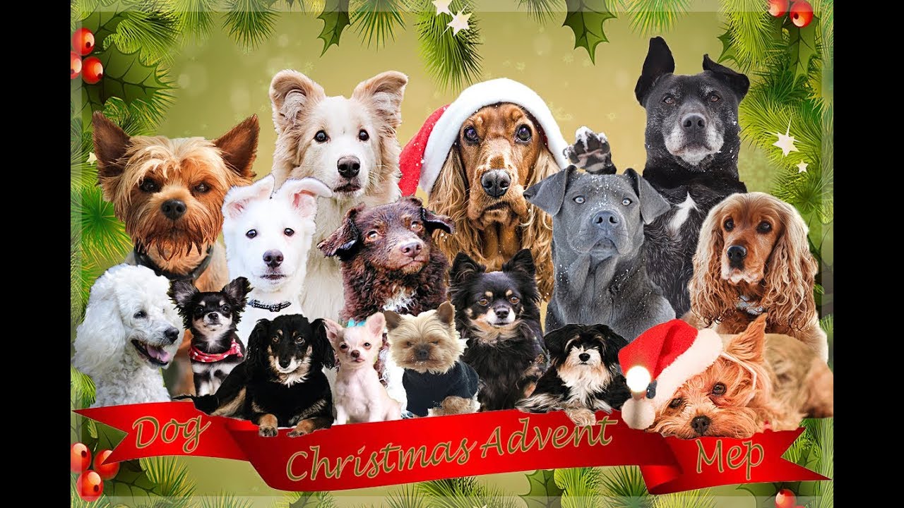 ♥ Christmas Advent / All i want for christmas is you / DOG MEP ♥ - YouTube