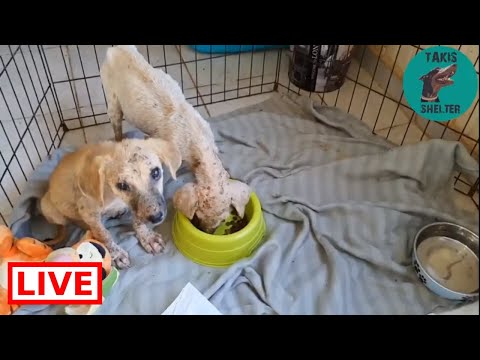dog saved by dolphin The sick puppies are feeling better - Takis Shelter